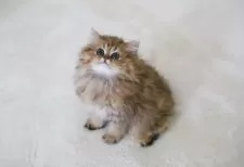 ペルシャ(チンチラ)【滋賀県・女の子・2025年8月24日・チンチラゴールデン】の写真7