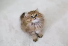 ペルシャ(チンチラ)【滋賀県・女の子・2025年8月24日・チンチラゴールデン】の写真8
