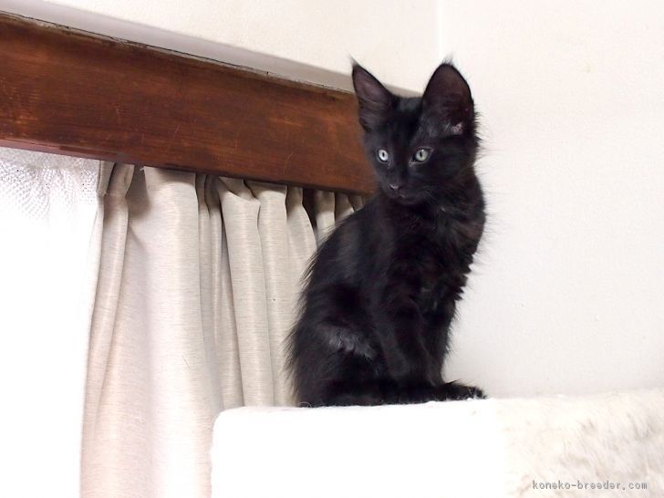 ID:1704-00095の子猫