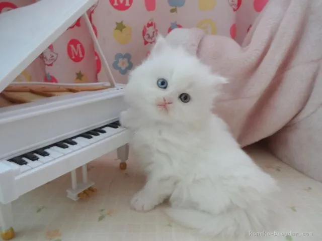 ID：1704-00688の子猫