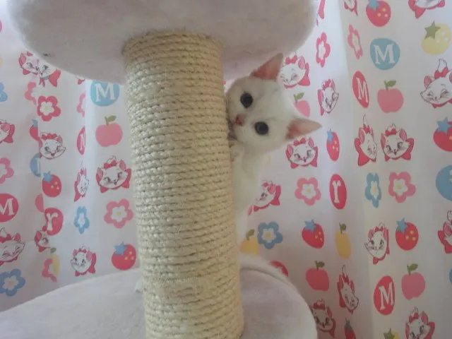 たかはし 様のお迎えした子猫