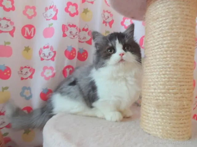 モジローサン 様のお迎えした子猫