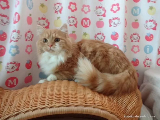 ID：1807-01378の子猫