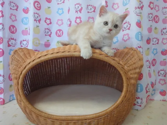 ID:1406-00244の子猫