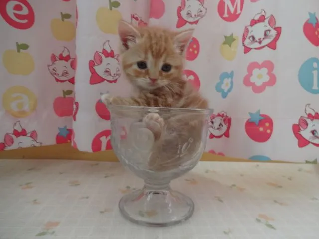 腹天 様のお迎えした子猫