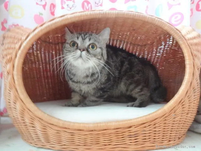 ID:1708-00459の子猫