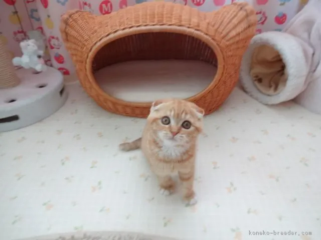 ID:1602-00349の子猫