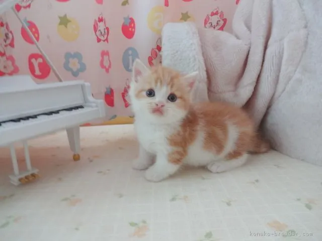 ID:1706-00822の子猫