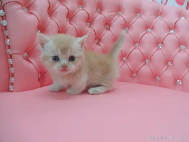 はる 様のお迎えした子猫