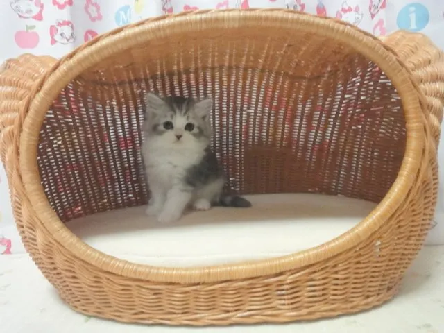 ID：1409-00141の子猫