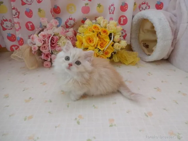ID：1601-00135の子猫