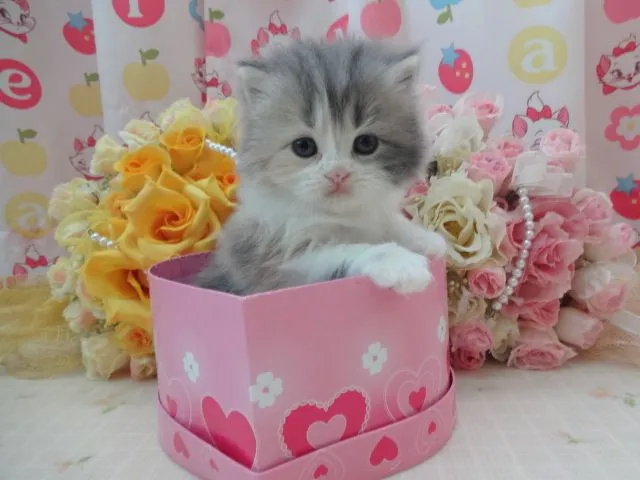 ID:1505-00014の子猫