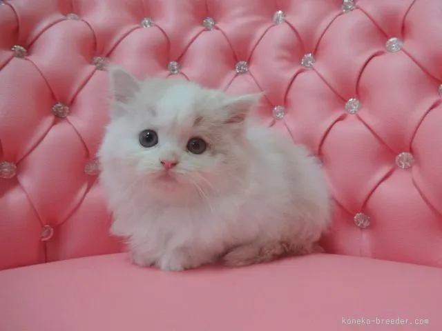 ID:1511-00187の子猫