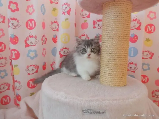 みさと 様のお迎えした子猫