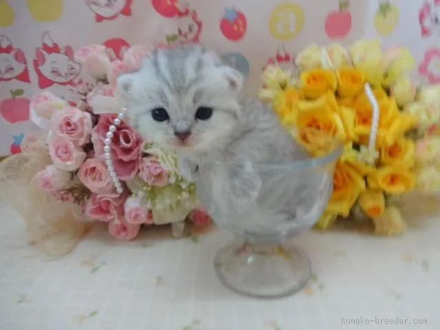 みるく 様のお迎えした子猫