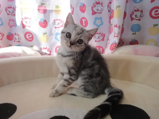 おすず 様のお迎えした子猫