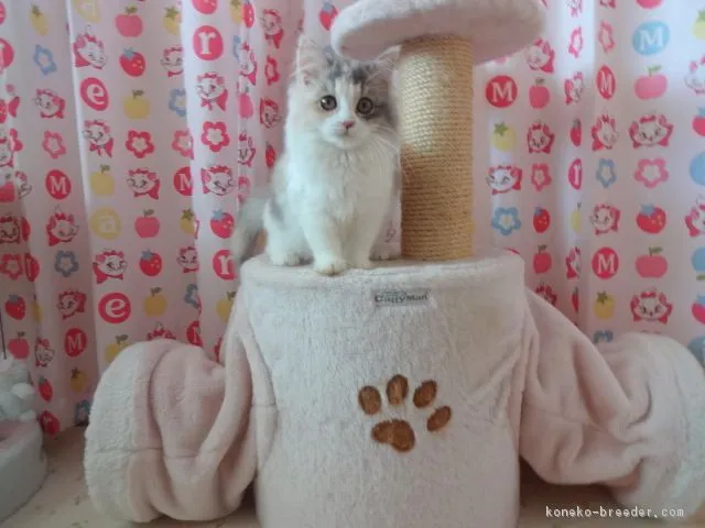 ID：1702-00181の子猫