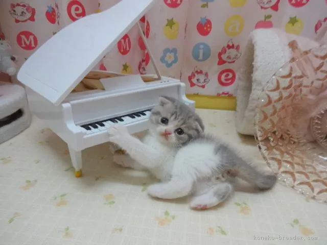 ID:1706-01025の子猫