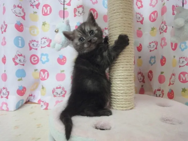 YM 様のお迎えした子猫