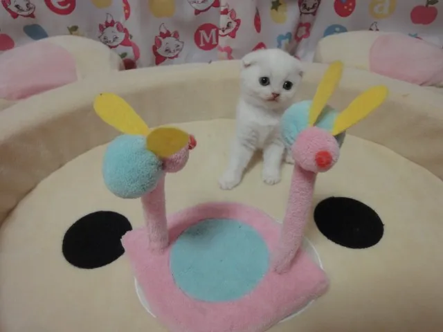 ID：1406-00298の子猫
