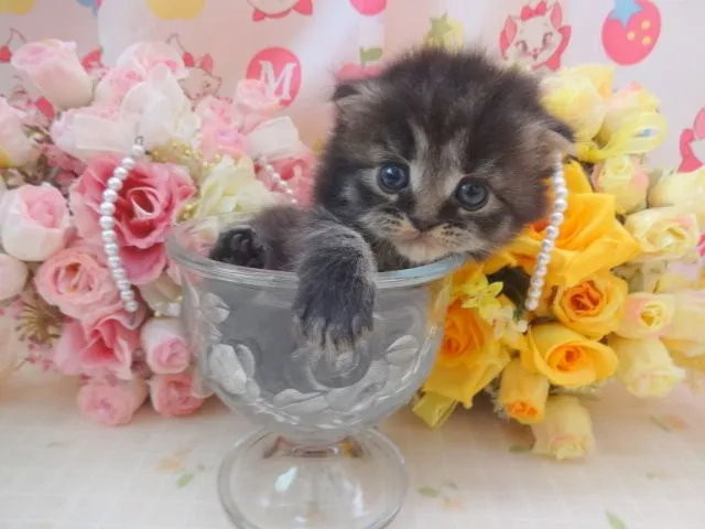 aki 様のお迎えした子猫