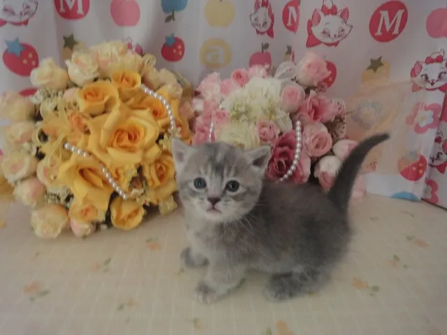 ID:1410-00198の子猫