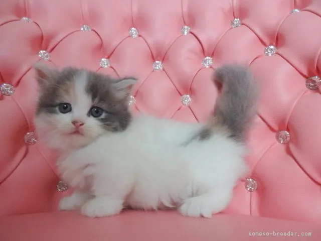 モモ 様のお迎えした子猫