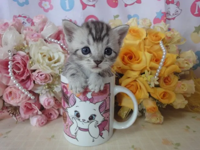 めーたん 様のお迎えした子猫