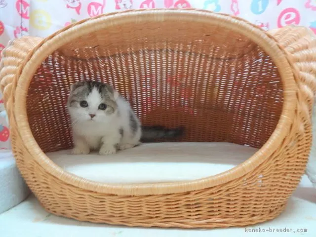 ちゃぽ 様のお迎えした子猫