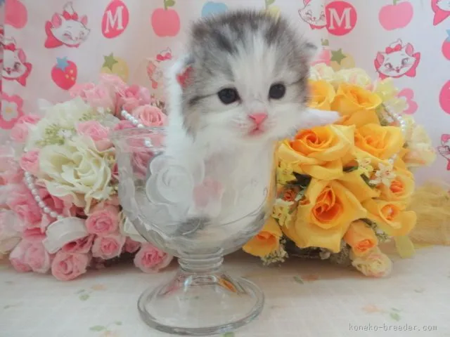 マツモト 様のお迎えした子猫