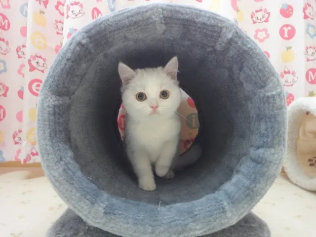 marionminknomama 様のお迎えした子猫