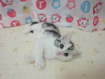 スコティッシュフォールド【高知県・女の子・2013年6月1日・シルバーパッチドタビー&ホワイト（ショートヘアー）】の写真「◎綺麗な立ち耳女の子です♪」
