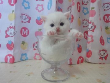 スコティッシュフォールド【高知県・男の子・2013年4月17日・ホワイト（ショートヘアー）】の写真「」