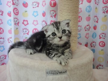 スコティッシュフォールド【高知県・女の子・2013年6月25日・シルバータビー（ショートヘアー）】の写真「まんまる◎人懐っこい折れ耳女の子」