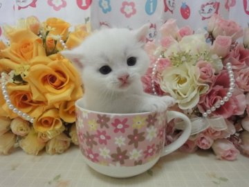 スコティッシュフォールド【高知県・女の子・2013年3月1日・ホワイト（ショートヘアー）】の写真「」