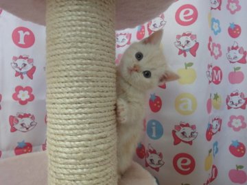 スコティッシュフォールド【高知県・男の子・2013年3月1日・カメオタビー（ショートヘアー）】の写真「」