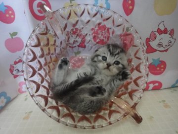 スコティッシュフォールド【高知県・男の子・2013年2月8日・シルバータビー（ショートヘアー）】の写真「」