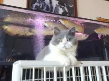 スコティッシュフォールド【高知県・男の子・2015年9月23日・ブルー&ホワイト】の写真1