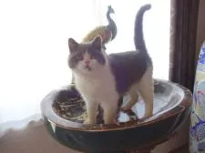 スコティッシュフォールド【高知県・男の子・2015年9月23日・ブルー&ホワイト】の写真2