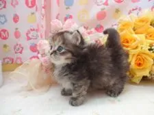 マンチカン【高知県・女の子・2016年6月21日・トーティー】の写真2