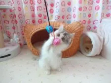 マンチカン【高知県・女の子・2016年11月1日・ダイリュートキャリコ】の写真3