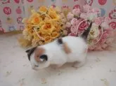 マンチカン【高知県・女の子・2014年11月5日・】の写真3