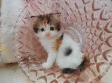 マンチカン【高知県・女の子・2016年6月21日・キャリコ】の写真4