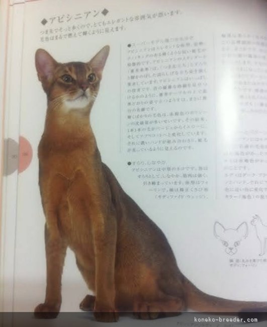 この本に掲載された子孫（米国）の直血統になります｜中村　昌代(なかむら　まさよ)ブリーダー(神奈川県・アビシニアン・CFA登録)の紹介写真8