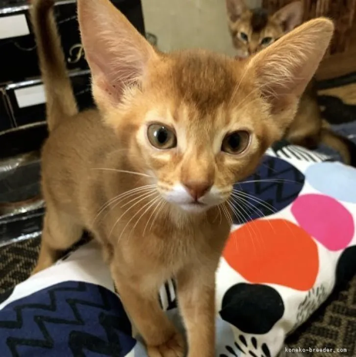 ID：2306-02092の子猫