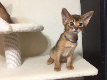 アビシニアン【神奈川県・男の子・2016年9月23日・ルディ】の写真「元気いっぱい。甘えん坊な男の子です」