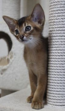 アビシニアン【神奈川県・男の子・2020年7月2日・ルディ】の写真「おっとりした子」