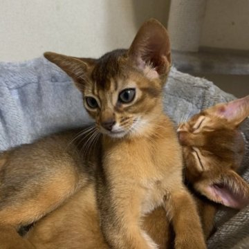アビシニアン【神奈川県・女の子・2023年6月20日・ルディ】の写真「元気いっぱい。よく食べ、よく遊び、よく寝る女の子」