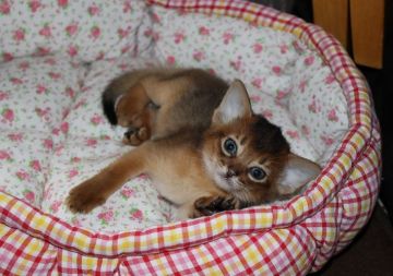 アビシニアン【神奈川県・女の子・2019年7月16日・ルディ】の写真「目の大きな愛らしい子です」