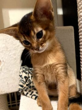 アビシニアン【神奈川県・男の子・2019年11月23日・ルディ】の写真「おっとりした天然ちゃん」